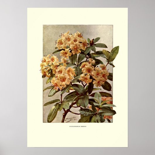Rhododendron var minerva poster (Voorkant)