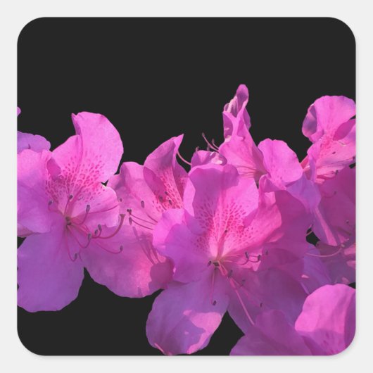 Rhododendron Vierkante Sticker (Voorkant)