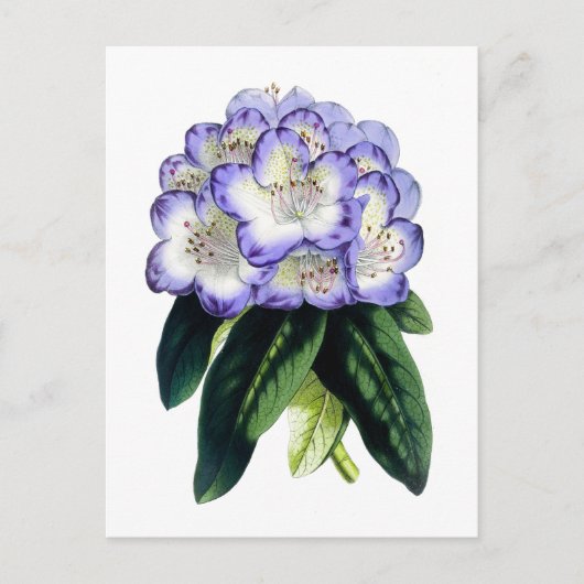 Rhododendron Vintage Botanical Postcard Briefkaart (Voorkant)