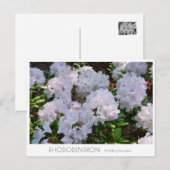Rhododendron "Wedding Bouquet" Briefkaart (Voorkant / Achterkant)