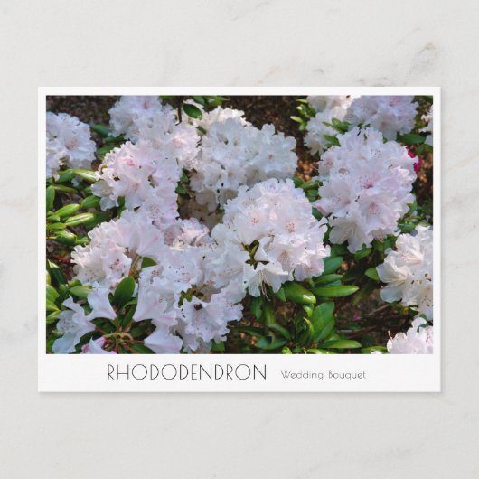 Rhododendron "Wedding Bouquet" Briefkaart (Voorkant)