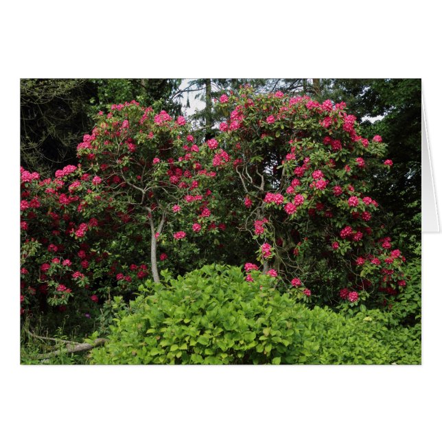Rhododendrons (Voorkant Horizontaal)
