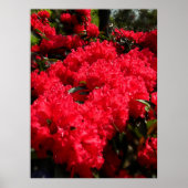 Rhododendrons 1 poster (Voorkant)