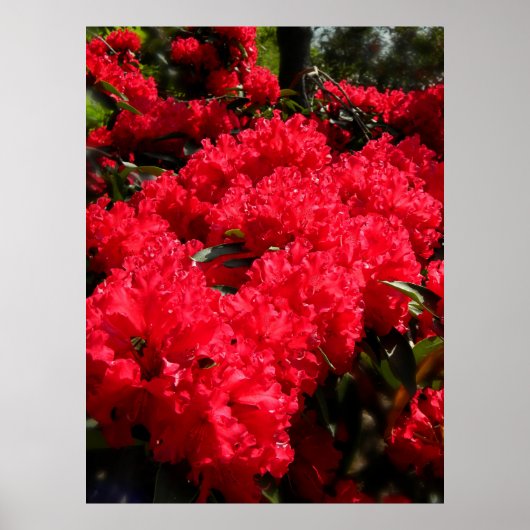 Rhododendrons 1 poster (Voorkant)