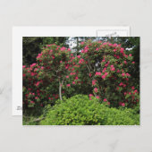 Rhododendrons Briefkaart (Voorkant / Achterkant)