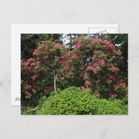 Rhododendrons Briefkaart (Voorkant / Achterkant)