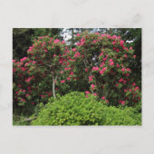 Rhododendrons Briefkaart (Voorkant)