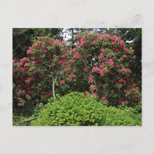 Rhododendrons Briefkaart (Voorkant)