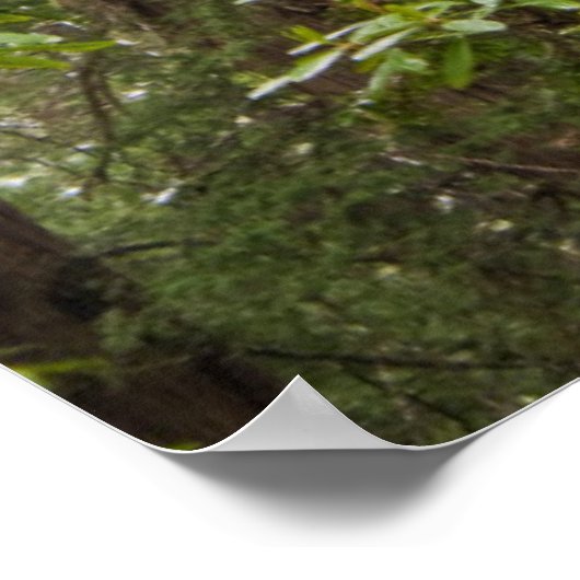 Rhododendrons die bloeien met kustmammoetbomen poster (Hoek)