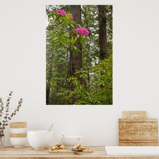 Rhododendrons die bloeien met kustmammoetbomen poster (Keuken)