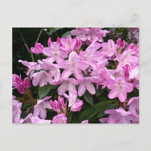 Rhododendrons II Briefkaart (Voorkant)