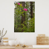 Rhododendrons in bloei met kustredwoodbomen poster (Keuken)