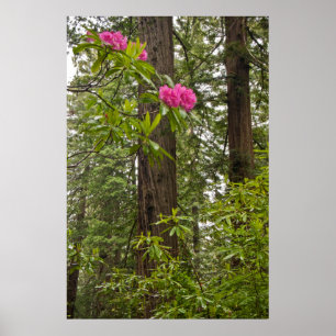 Rhododendrons in bloei met kustredwoodbomen poster