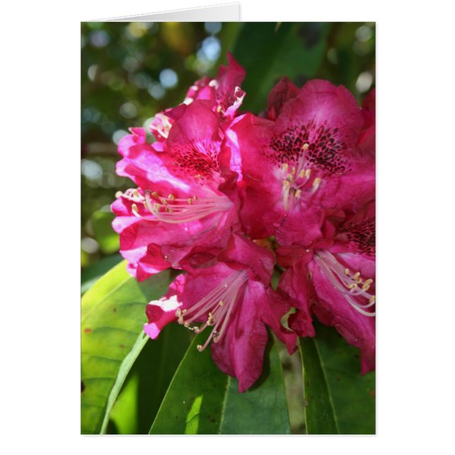 Rhododendrons-kaart (Voorkant)