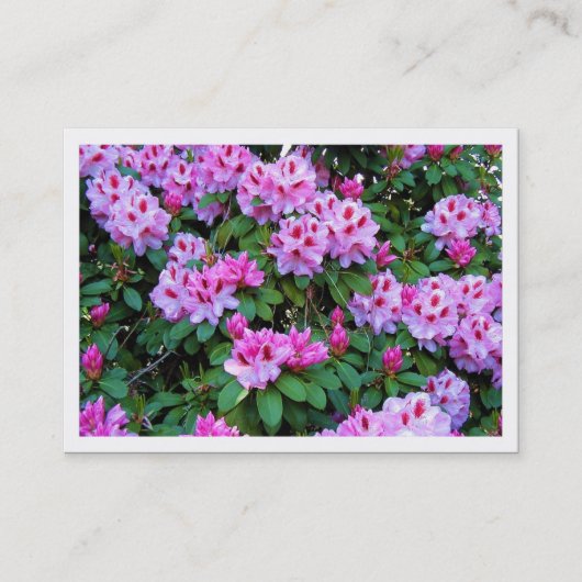 Rhododendrons, Mini-fotokaart Visitekaartje (Voorkant)