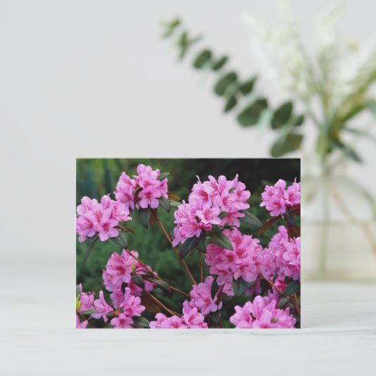 Rhododendrons, Quebec, Canada Briefkaart (Staand voorkant)