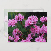 Rhododendrons, Quebec, Canada Briefkaart (Voorkant / Achterkant)