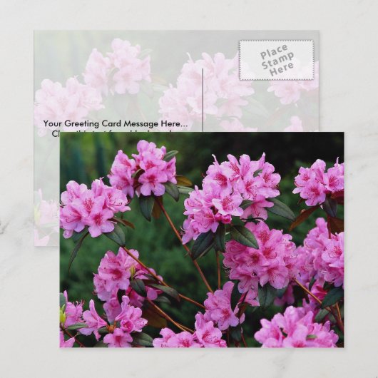 Rhododendrons, Quebec, Canada Briefkaart (Voorkant / Achterkant)