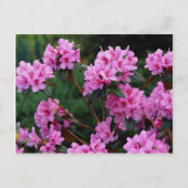 Rhododendrons, Quebec, Canada Briefkaart (Voorkant)