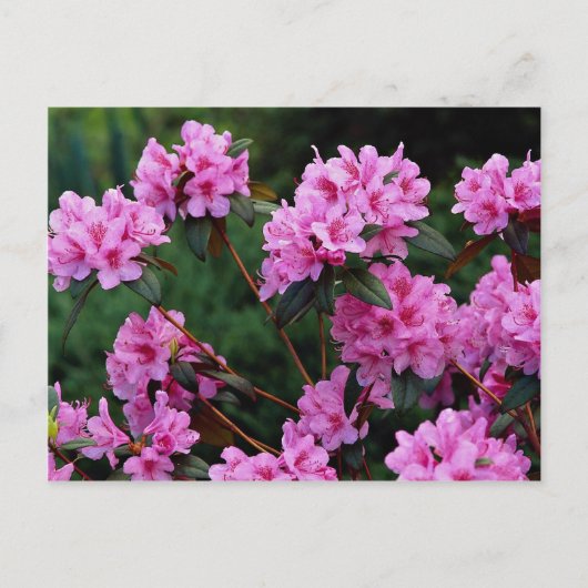 Rhododendrons, Quebec, Canada Briefkaart (Voorkant)