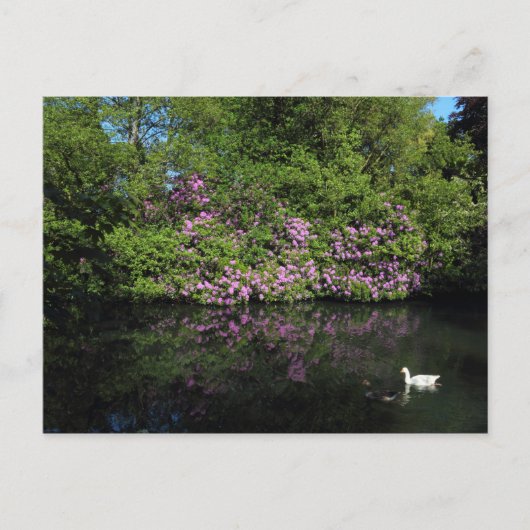 Rhododendrons, Roath Park Lake, Cardiff Briefkaart (Voorkant)