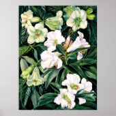 Rhododendrons uit Noord-India Poster (Voorkant)