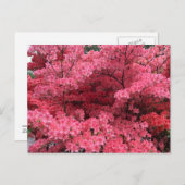 Rhododendrons van Halifax Nova Scotia Briefkaart (Voorkant / Achterkant)