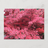 Rhododendrons van Halifax Nova Scotia Briefkaart (Voorkant)