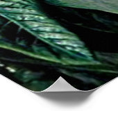 Rhododendrons van Noord-India Poster (Hoek)