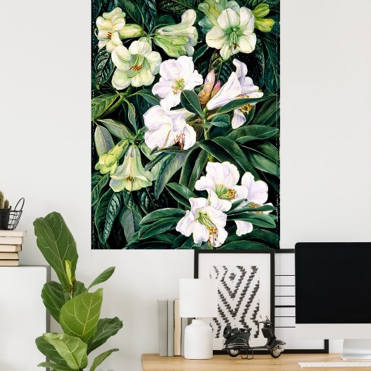 Rhododendrons van Noord-India Poster (Thuiskantoor)