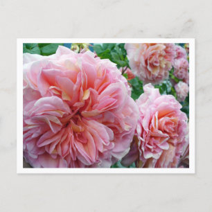 Rhododendrum Briefkaart