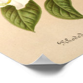 Rhododendrum Sesterianum Floral Art Poster (Hoek)