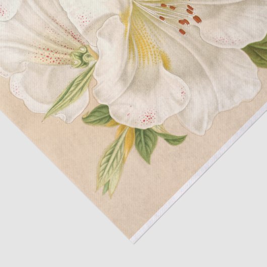 Rhododendrum Sesterianum, ontkoppeling Tissuepapier (Detail)