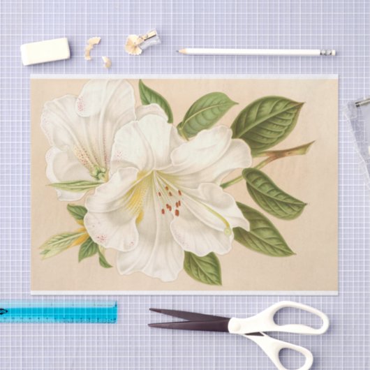 Rhododendrum Sesterianum, ontkoppeling Tissuepapier (Craft)