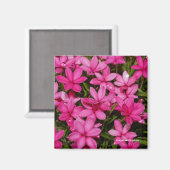 Rhodohypoxis / Red Star / Rosy Posy Magneet (Voorkant / Achterkant)