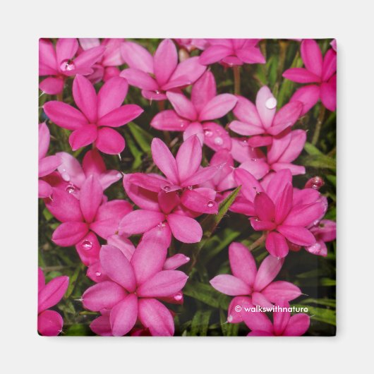 Rhodohypoxis / Red Star / Rosy Posy Magneet (Voorkant)