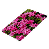 Rhodohypoxis / Red Star / Rosy Posy Magneet (Linkerzijde)