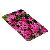 Rhodohypoxis / Red Star / Rosy Posy Magneet (Rechterzijde)