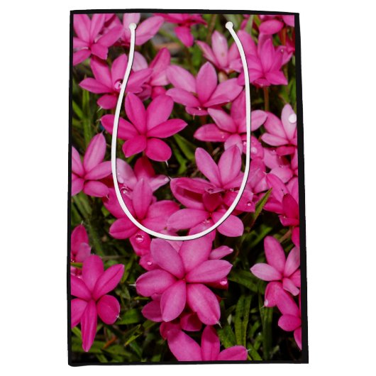 Rhodohypoxis / Red Star / Rosy Posy Medium Cadeauzakje (Voorkant)