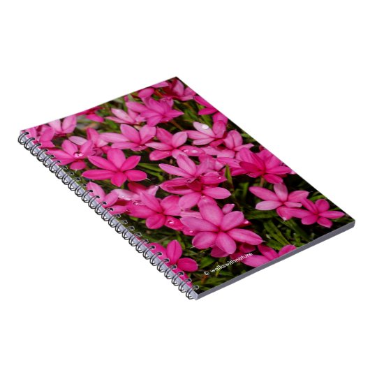 Rhodohypoxis / Red Star / Rosy Posy Notitieboek (Rechterzijde)