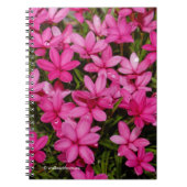Rhodohypoxis / Red Star / Rosy Posy Notitieboek (Voorkant)
