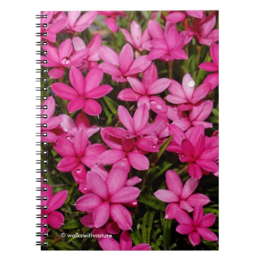 Rhodohypoxis / Red Star / Rosy Posy Notitieboek (Voorkant)
