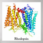 Rhodopsine Poster (Voorkant)