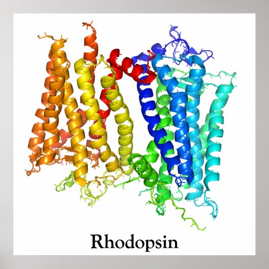 Rhodopsine Poster (Voorkant)