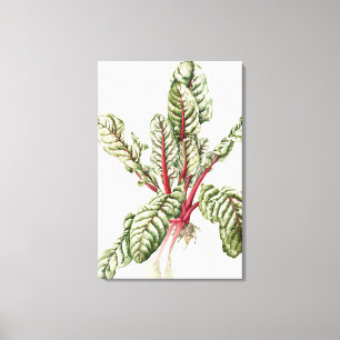 Rhubarb Chard 1992 Canvas Afdruk