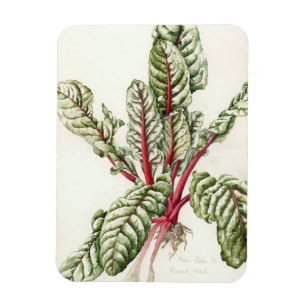 Rhubarb Chard 1992 Magneet