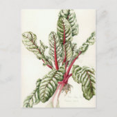 Rhubarb Chard Briefkaart (Voorkant)