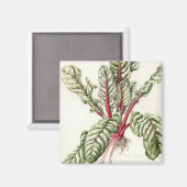 Rhubarb Chard Magneet (Voorkant / Achterkant)