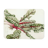 Rhubarb Chard Magneet (Horizontaal)