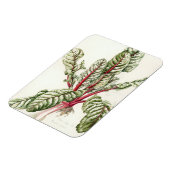 Rhubarb Chard Magneet (Linkerzijde)